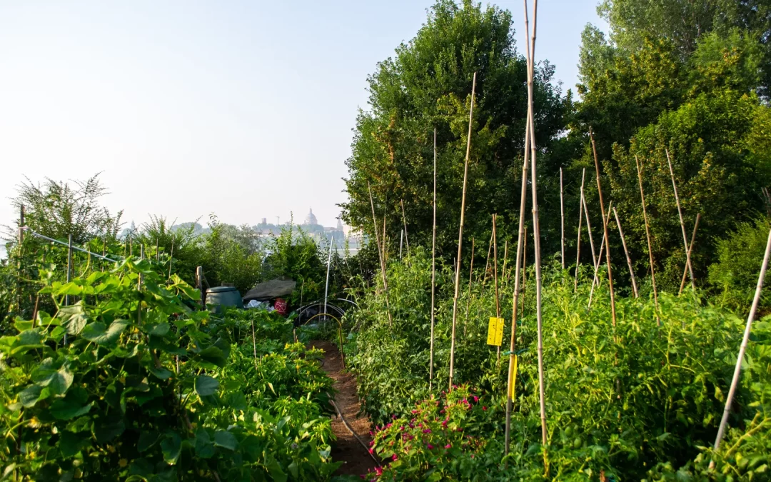 Orti sociali di Porta Giulia