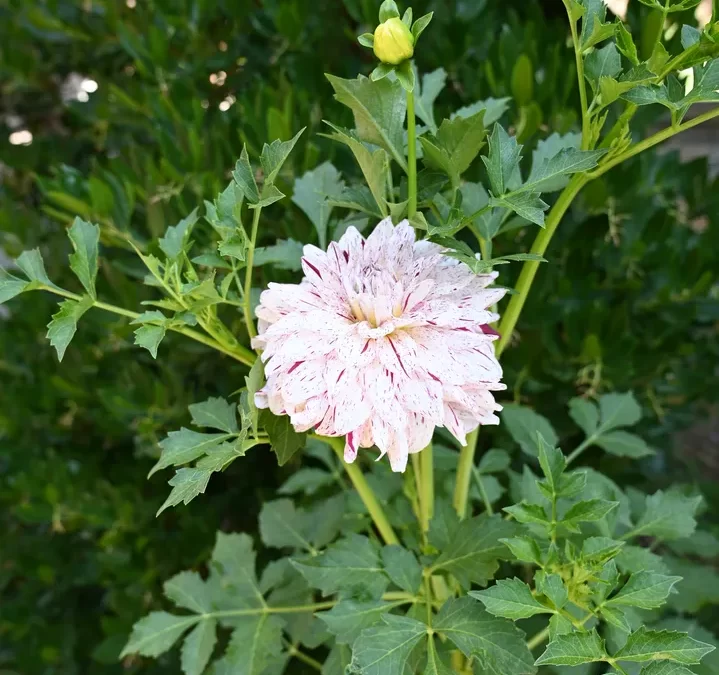 Monastero del Corpus Domini