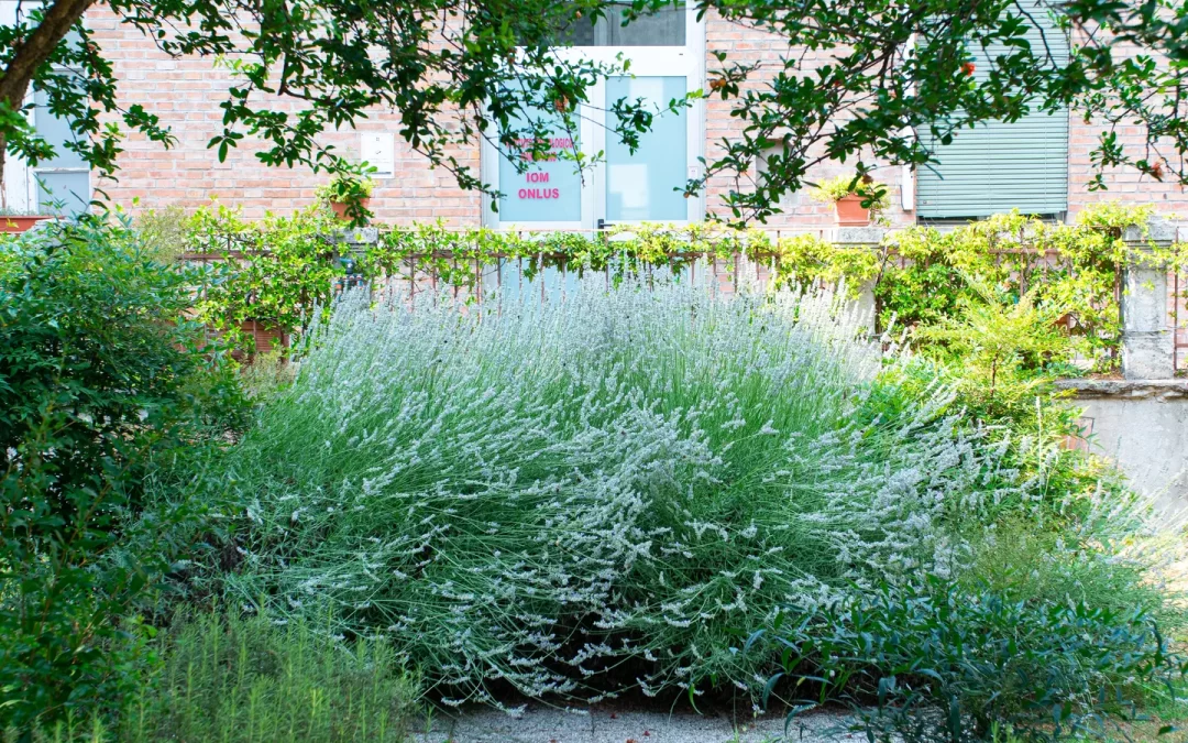 Istituto Oncologico Mantovano