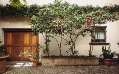 Giardino della camelia