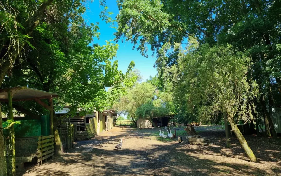 La fattoria di Zia Isa