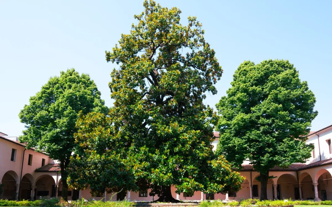 Conservatorio Pedrollo