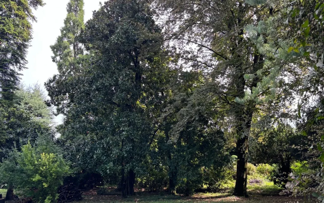 Palazzo Festa Marzotto