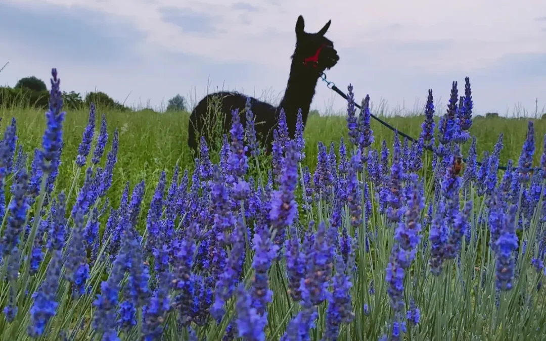 Lavandeto della Lobia