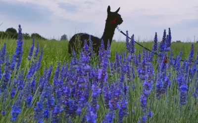 Lavandeto della Lobia