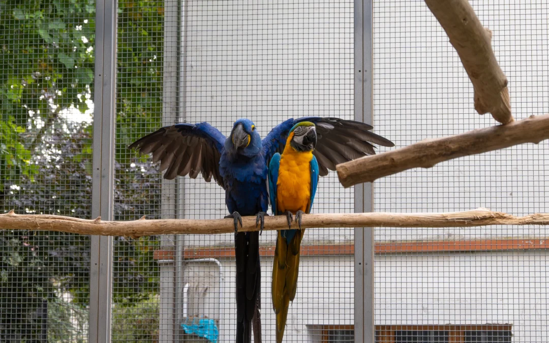 L’allevamento del Po