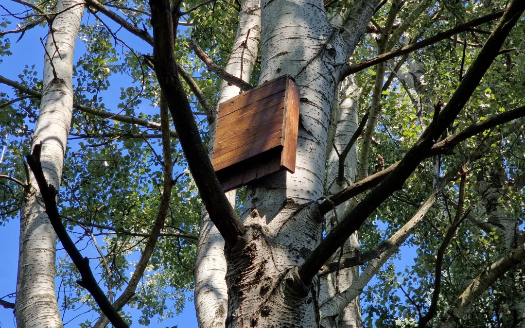 Bosco dell’Usignolo