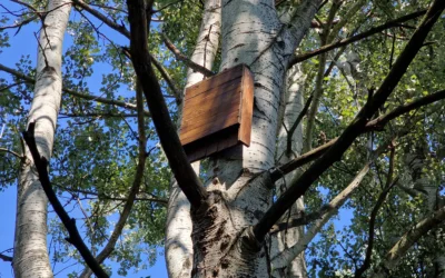 Bosco dell’Usignolo