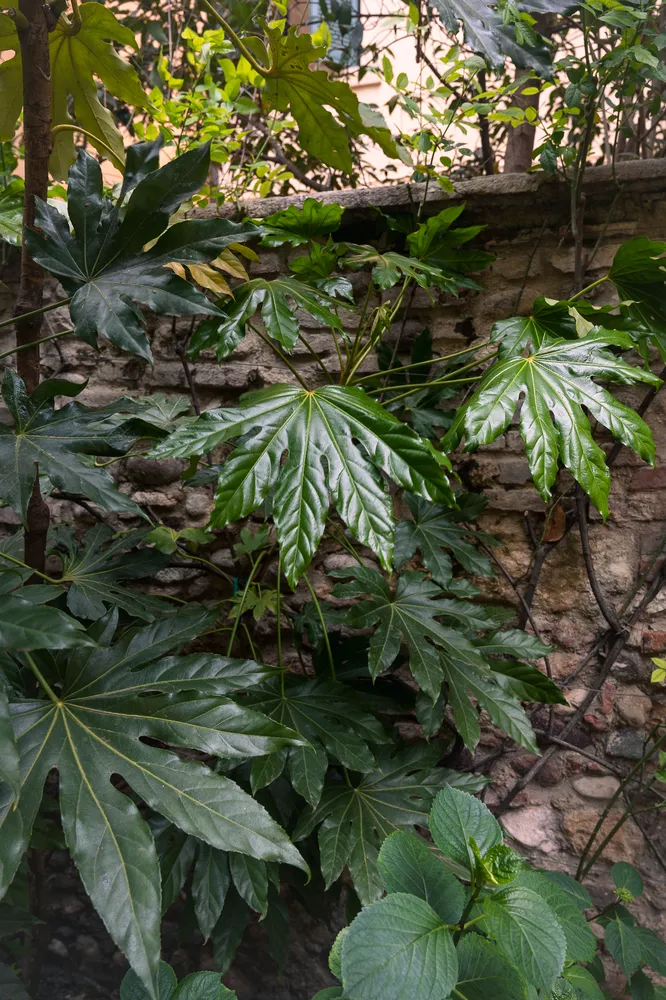 Via San Vitale 13 - Giardino del Tasso-10